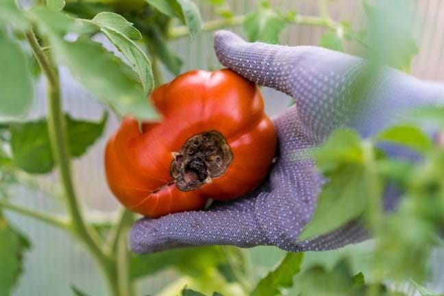 Gloved hand holding tomato affected by blossom end rot