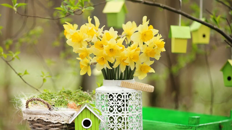 Daffodil Cut Flowers 800X451px LS