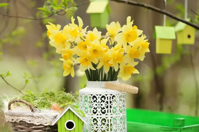 Daffodil Cut Flowers 800X451px LS