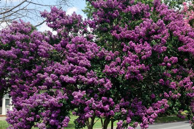 Crepe Myrtle Tree