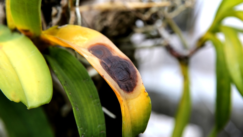 Black Rot Of Orchids 800X451px LS