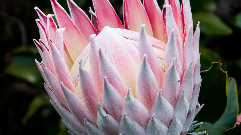 King Protea