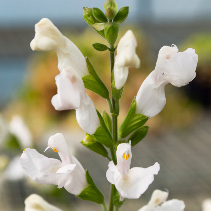Salvia 'Glare'