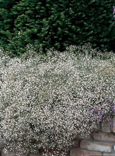 Gypsophila Baby S Breath Garden Seeds Yates Australia Gypsophila Baby S Breath Garden Seeds Yates Australia