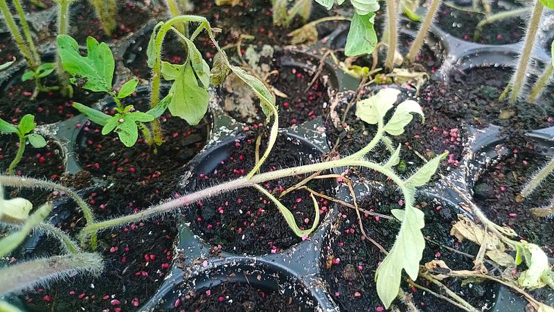 Pythium spp., Rhizoctonia spp. Fusarium spp., Phytophthora spp. and Sclerotium spp.