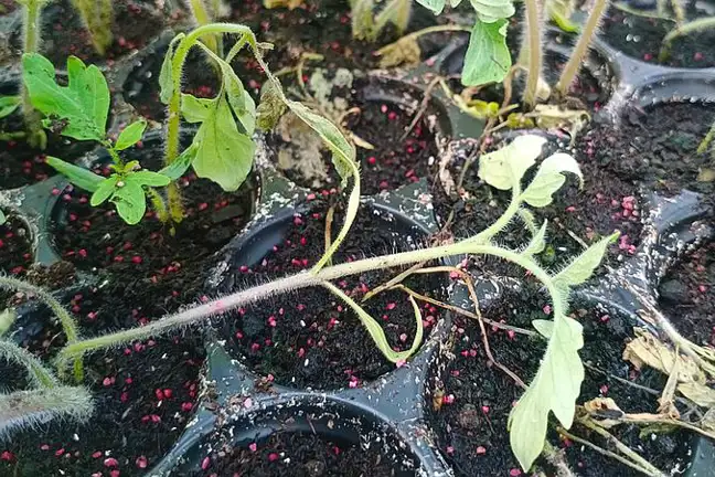 Pythium spp., Rhizoctonia spp. Fusarium spp., Phytophthora spp. and Sclerotium spp.