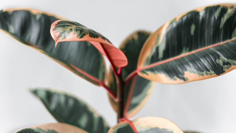 Rubber Plant