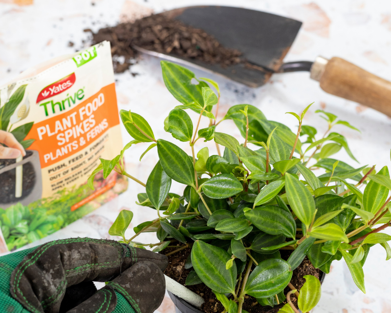Keep your houseplants thriving 