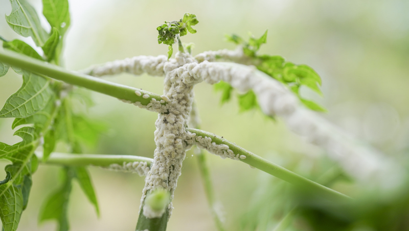 White cottony mass covering the stems of a paw paw