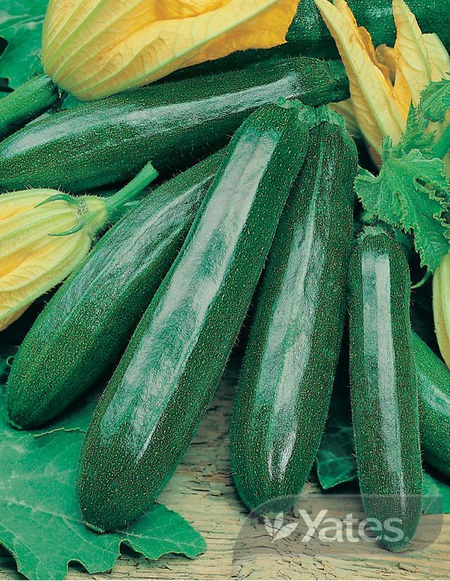 Zucchini Dark Green Yates Seeds for Gardens