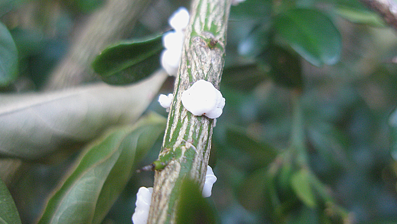 White Wax Scale Elise Dando
