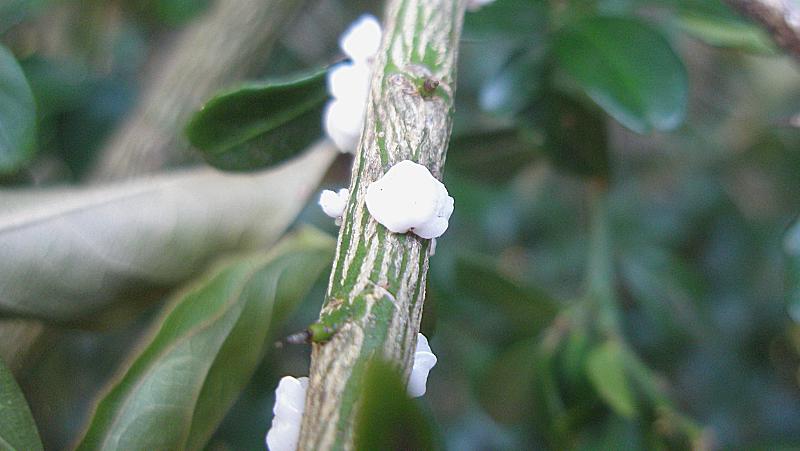What Are Scale Insects How To Control Them In Your Garden Yates