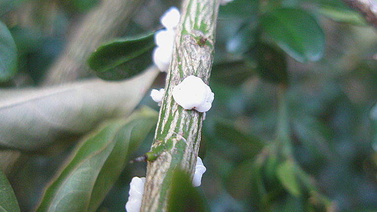 How to Get Rid of Scale Insects in Your Garden | Yates Australia