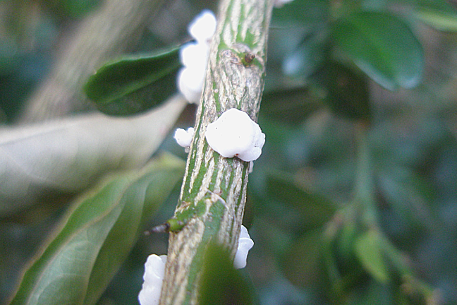 How to Get Rid of Scale Insects in Your Garden | Yates Australia