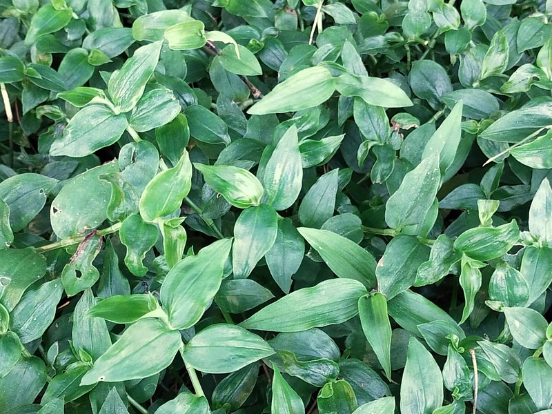 wandering jew herbicide control