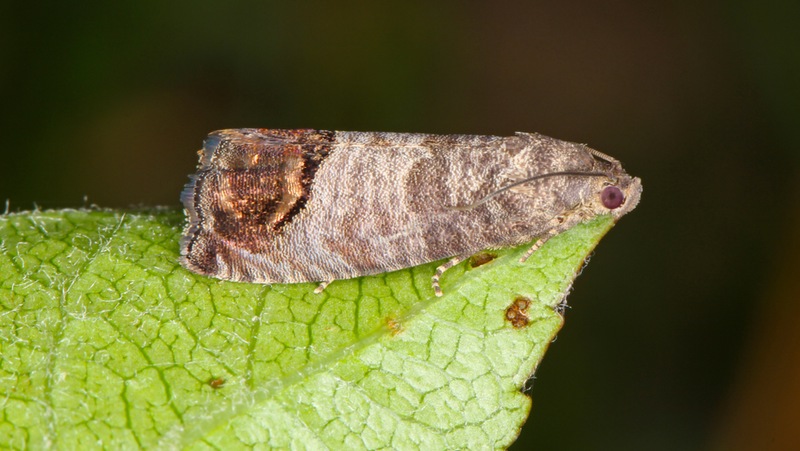 Codling Moth Adult 800X451px LS