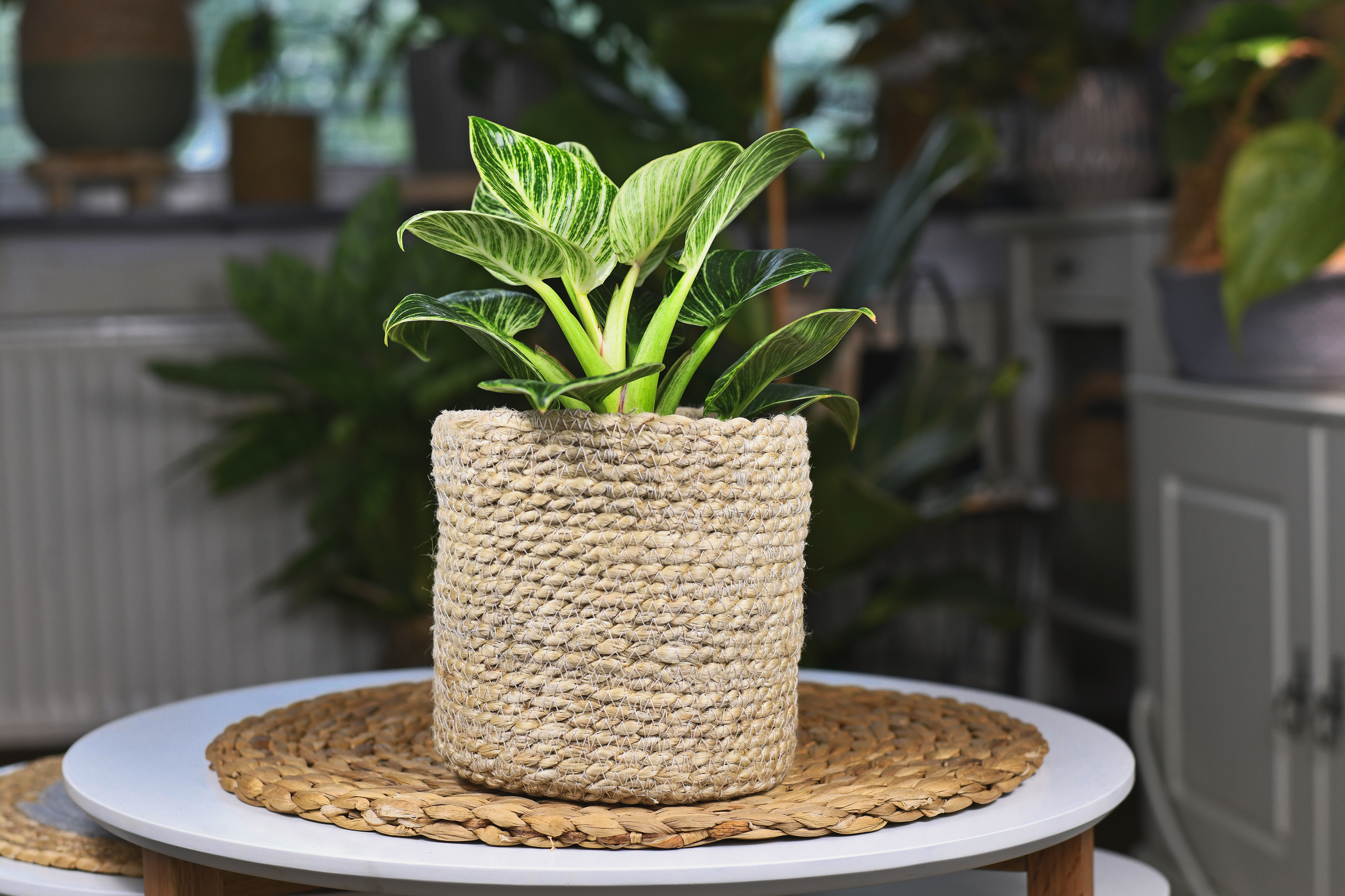 how to grow philodendron birkin