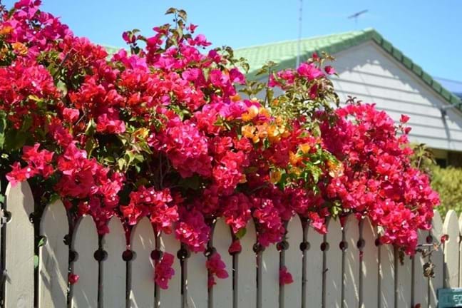 Pink bougainvillea on top of a white picket fence
