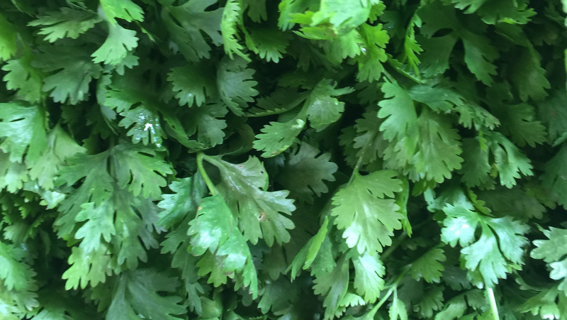 Coriander Image