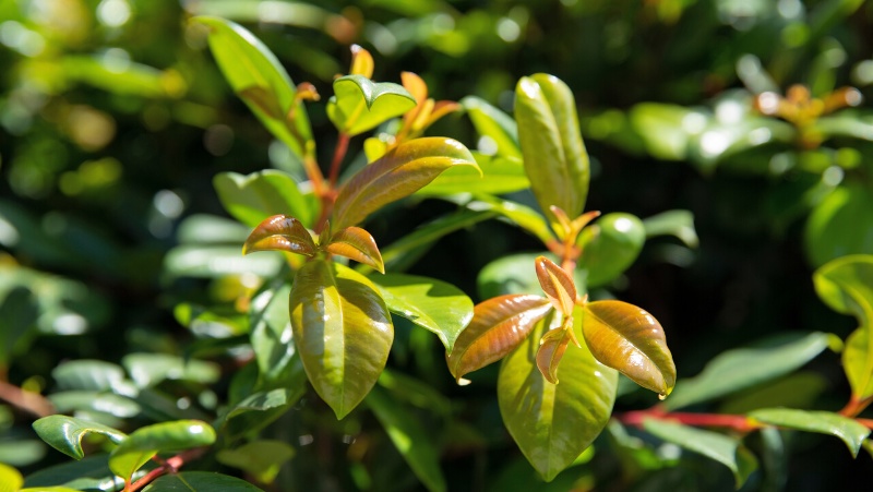 close up photo of the leaves of a Syzygium australe 'Resilience' with bronze coloured new growth