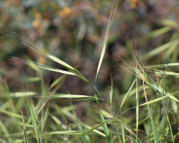Weeds Brome Grass