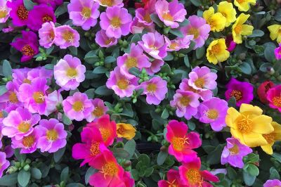 Portulaca