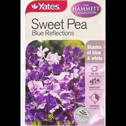 Sweet Pea Blue Reflections (The Hammett Collection)