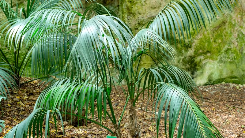 young kentia palms (about 1.5m tall) growing in a garden bed, with a cream coloured rock face in background