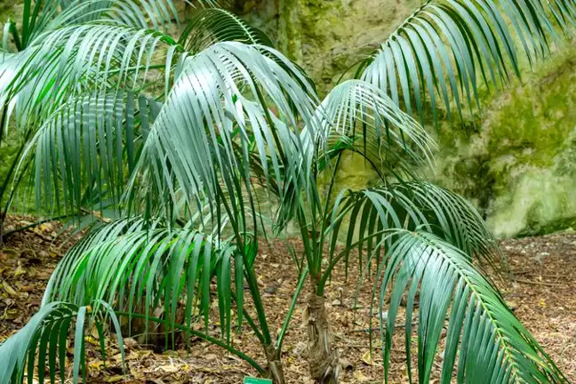 young kentia palms (about 1.5m tall) growing in a garden bed, with a cream coloured rock face in background