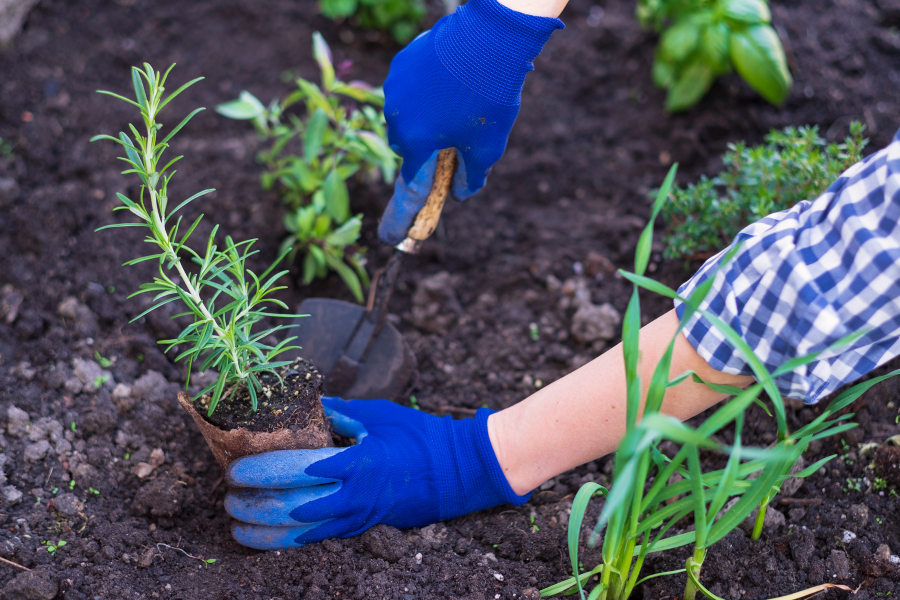 person planting out a small rosemary plant into a garden bed