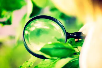 Diagnosing Plant Problems