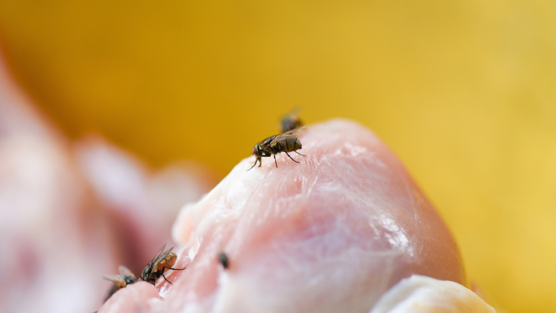 Flies On Raw Chicken
