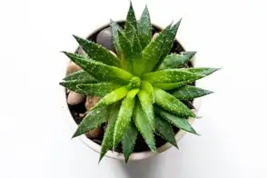 Aloe vera (Aloe barbadensis)