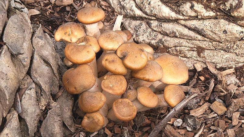 Armillaria luteobubalina and Armillaria spp.