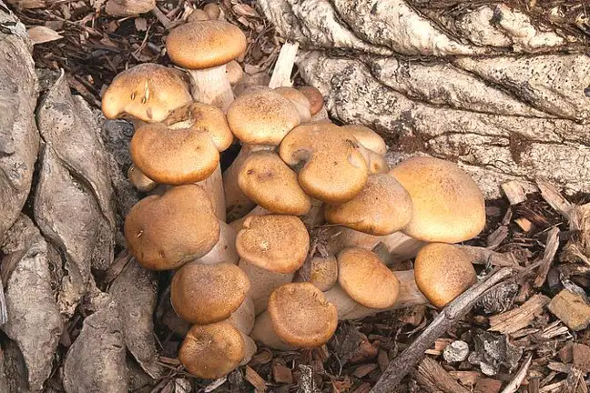 Armillaria luteobubalina and Armillaria spp.