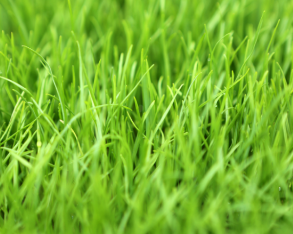 Weeds Ryegrass