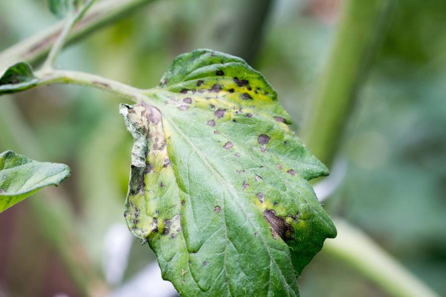 Tomato blight symptoms on leaves