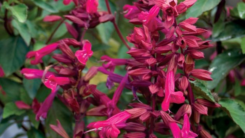 Wendyswish Salvia