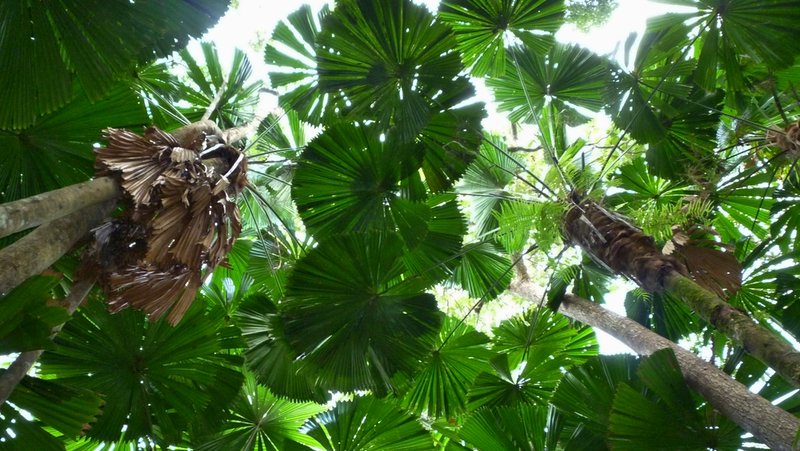 looking up into the canopy of a grove of QLD/Australian Fan Palms (Licuala ramsayi)