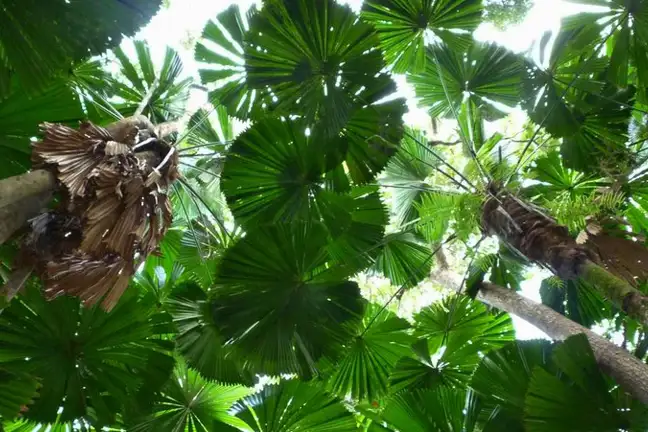 looking up into the canopy of a grove of QLD/Australian Fan Palms (Licuala ramsayi)