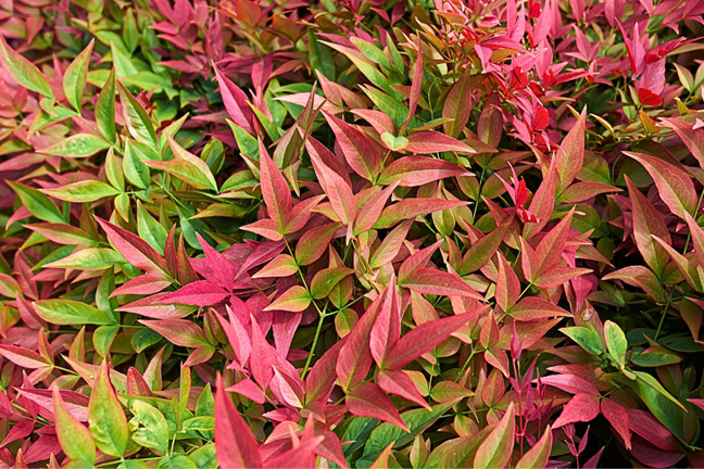nandina domestica with red and green autumn foliage