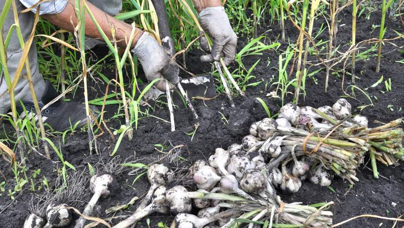 person harvesting garlic plants from a garden bed