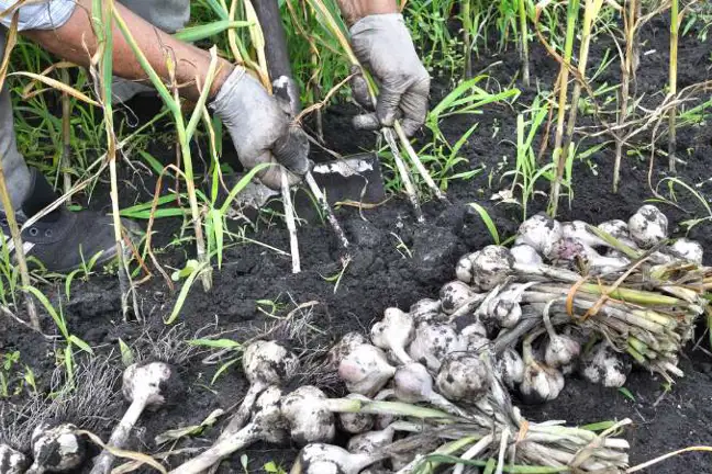 person harvesting garlic plants from a garden bed