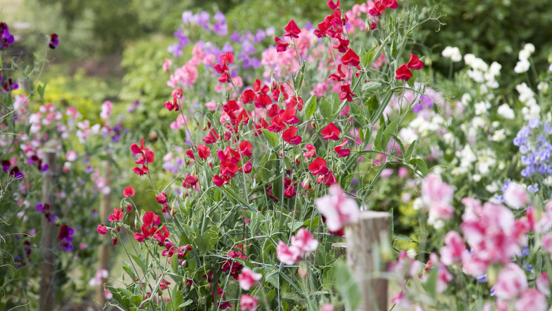 Sweet Peas