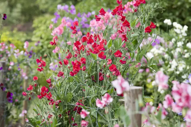 Sweet Peas