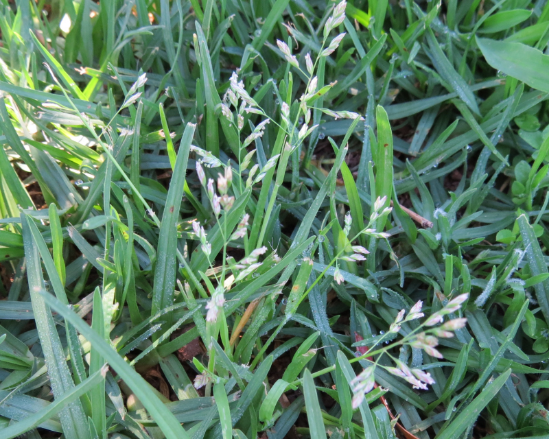 Winter Grass growing in a lawn