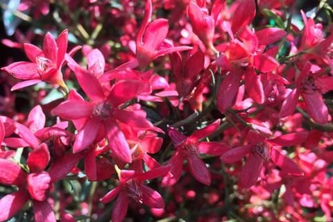 NSW Christmas Bush 'Albery's Red'