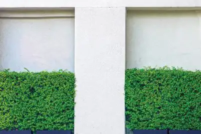 Murrayas