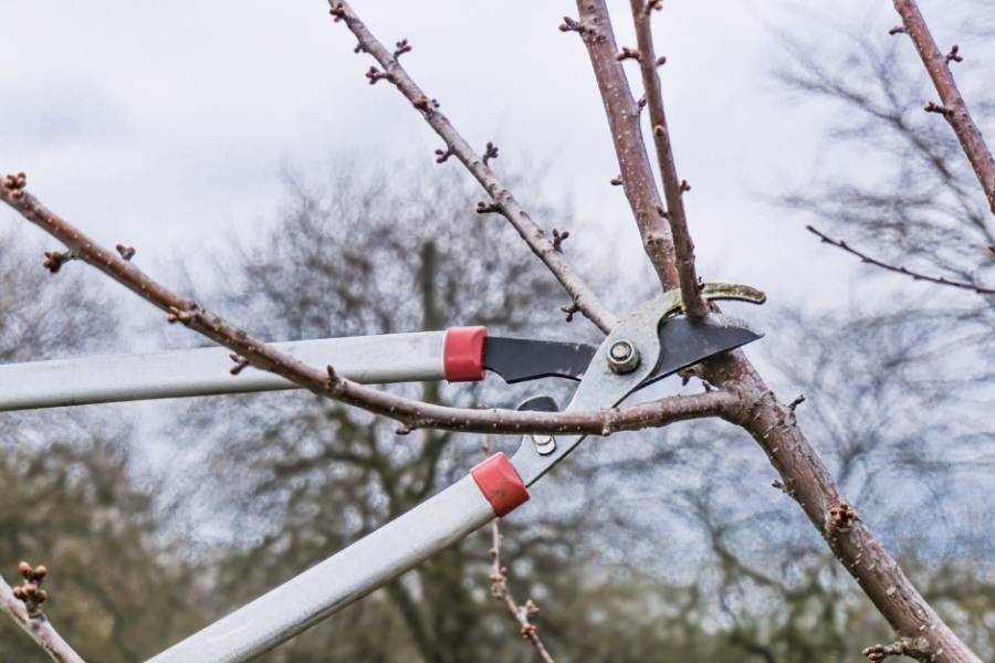 Cherry Pruning