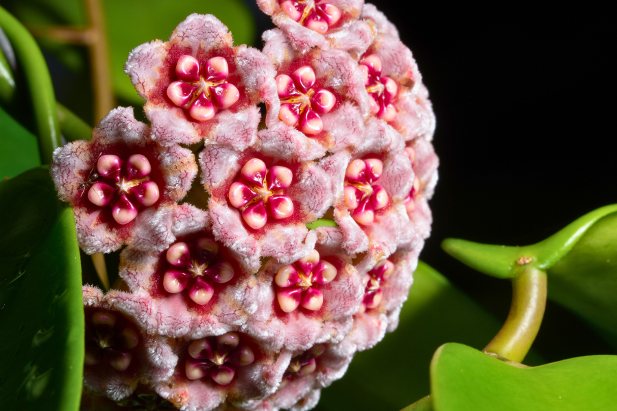 Hoya